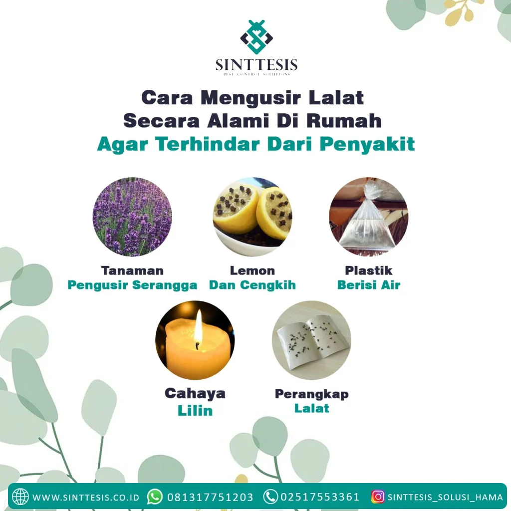 Cara Mengusir Lalat Secara Alami Di Rumah Agar Terhindar Dari Penyakit