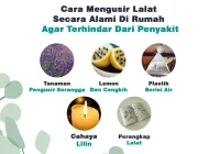 Cara Mengusir Lalat Secara Alami Di Rumah Agar Terhindar Dari Penyakit