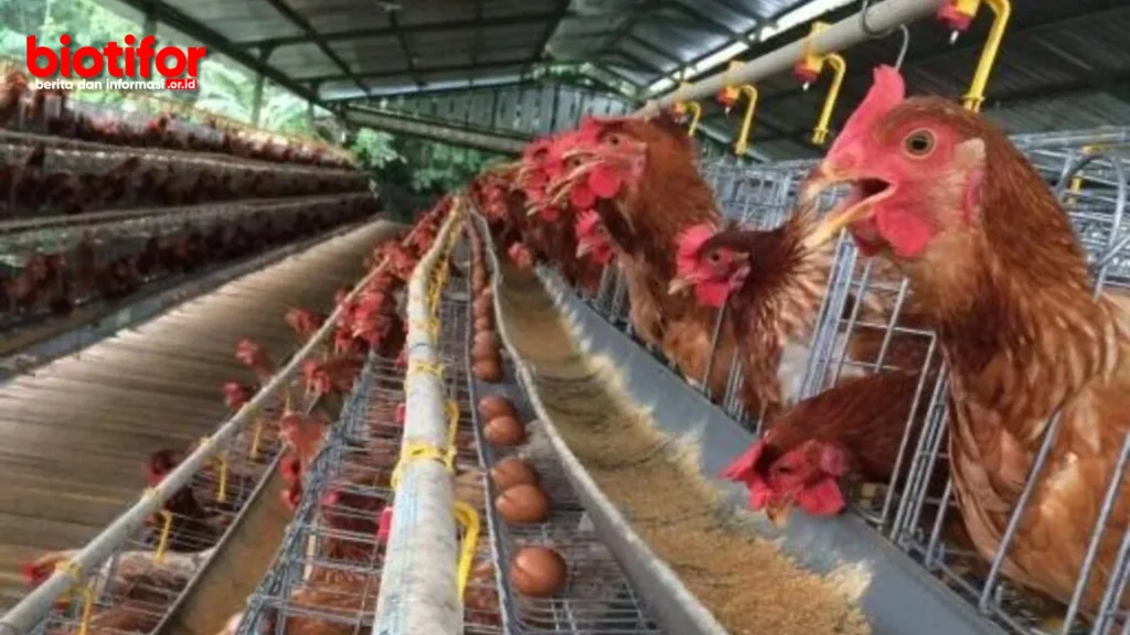 Cara Merawat Ayam Petelur, Tips Sukses Beternak - Biotifor