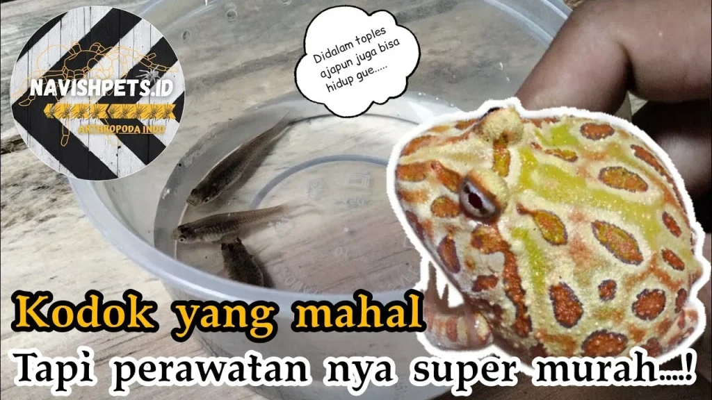 CARA MURAH + MUDAH + GAMPANG MERAWAT KODOK PACMAN - YouTube