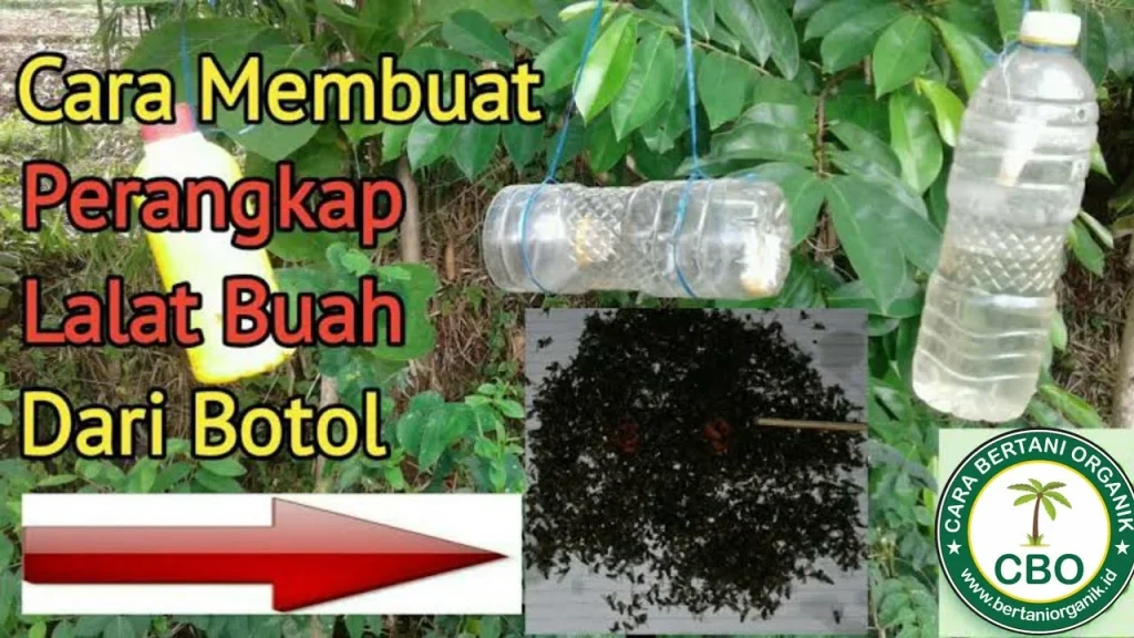 Cara Nak Buat Perangkap Lalat