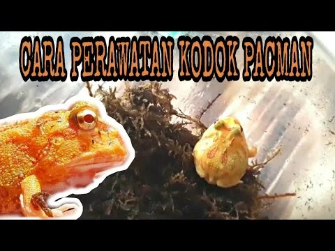 CARA PERAWATAN KODOK PACMAN - YouTube