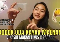 CARA PERAWATAN PACMAN FROG | PERAWATAN KODOK PACMAN | KASIH MAKAN