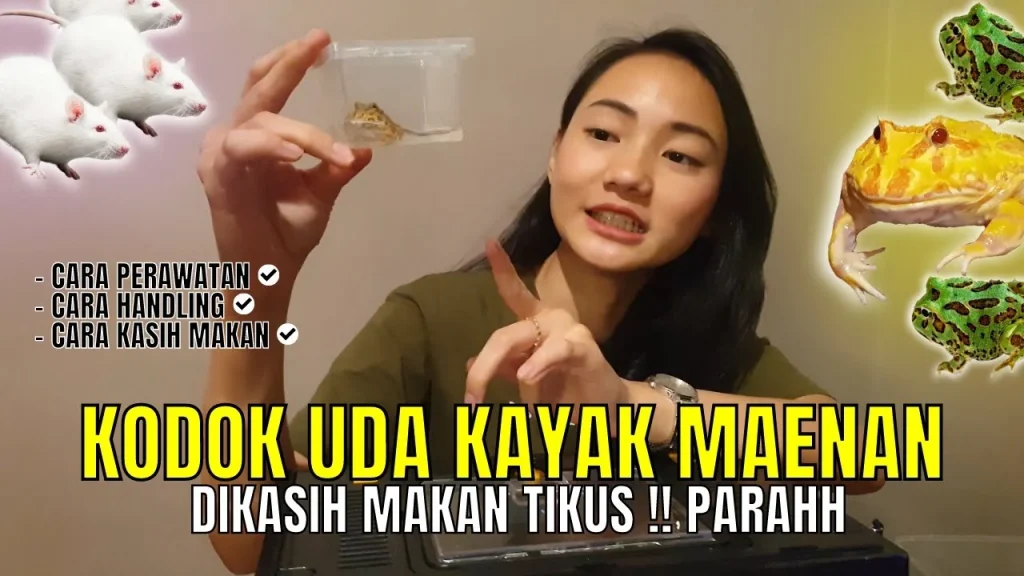 CARA PERAWATAN PACMAN FROG | PERAWATAN KODOK PACMAN | KASIH MAKAN