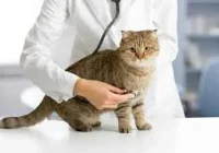 Daftar Tempat Vaksinasi Kucing Murah di Jakarta dengan Harga Kompetitif