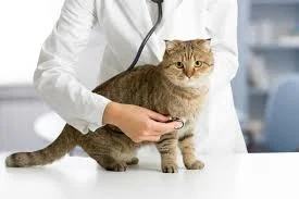 Daftar Tempat Vaksinasi Kucing Murah di Jakarta dengan Harga Kompetitif