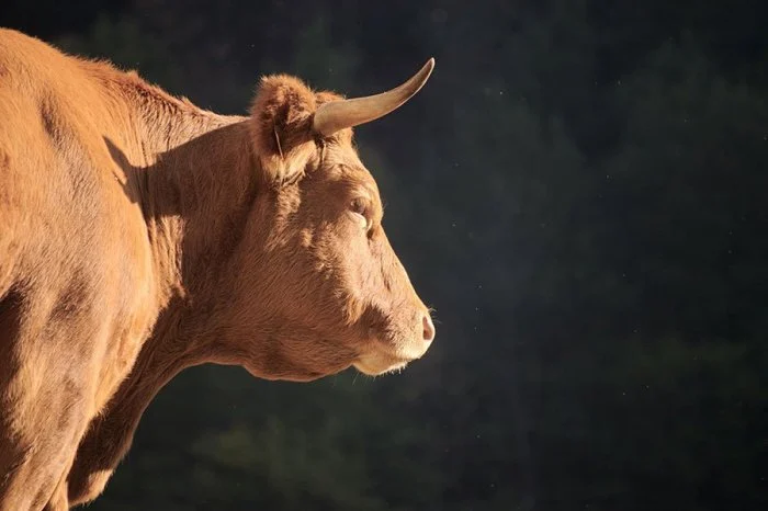 Dampak Nutrisi Pakan Yang Tidak Seimbang Terhadap Sistem Imun Ternak