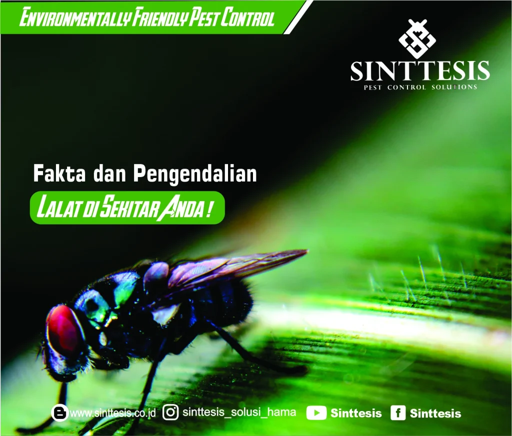 Fakta dan Cara Pengendalian Lalat - Sinttesis