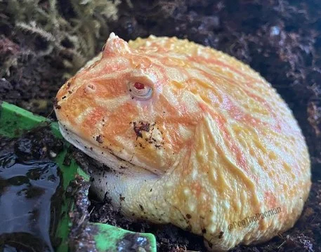 Faktor-faktor tambahan yang mempengaruhi reproduksi kodok pacman albino di penangkaran