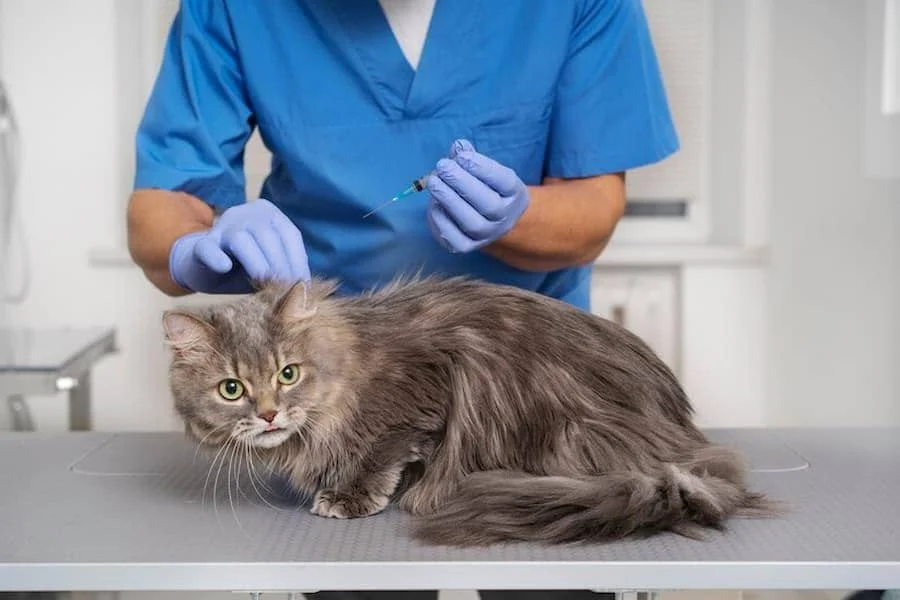 FAQ Seputar Vaksin Kucing Usia 6 Minggu Harga Terjangkau