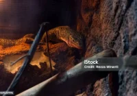 Fokus Selektif Biawak Bertengger Di Kandang Gelap Yang Diterangi Lampu