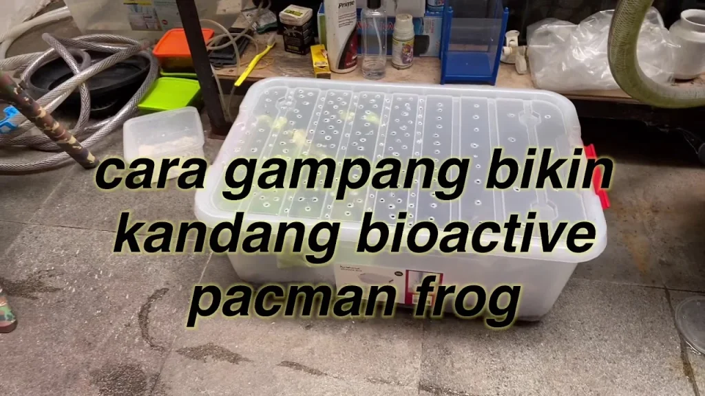 GAMPANG BANGET bikin kandang bioactive pacman frog / kodok pacman , GA