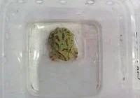 harga kodak pacman baby 2024: Ringkasan Harga di Pasaran