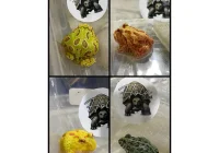 harga kodok pacman albino di pasar tradisional: faktor penentu dan variasi