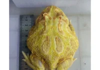 harga kodok pacman albino di wilayah Jawa Barat