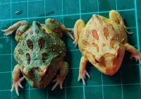 Harga Kodok Pacman Albino Dibandingkan Jenis Lain: Faktor Penentu Utama