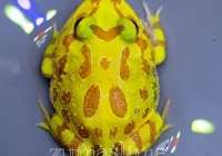 Harga Kodok Pacman Albino per Kilogram: Analisis Pasar dan Faktor Penentu