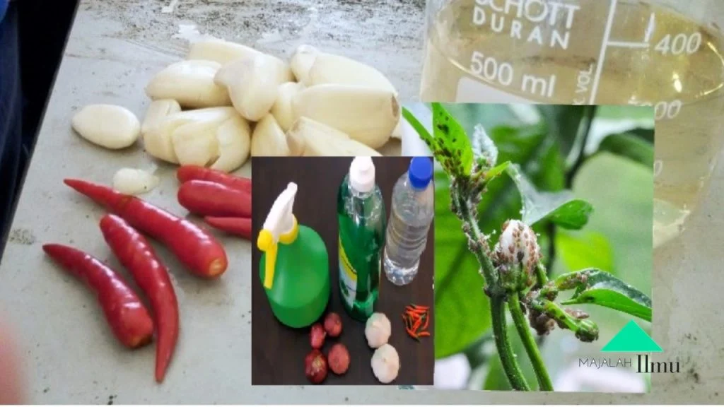 Ilmu Mahal Buat Racun Organik Buatan Sendiri Cuma Menggunakan Cili dan