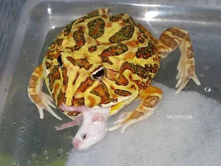 Jendela Hewan: Merawat Pacman Frog, Si Katak Bertanduk