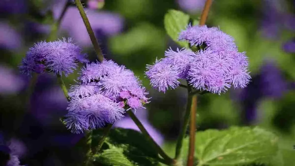 Jenis Tanaman Pengusir Nyamuk, Cocok untuk Teras Rumah