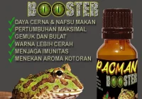Jual PACMAN BOOSTER OBAT SUPLEMEN PENAMBAH NAFSU MAKAN PACMAN FROG
