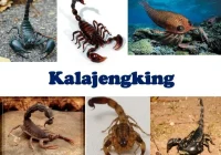 KALAJENGKING