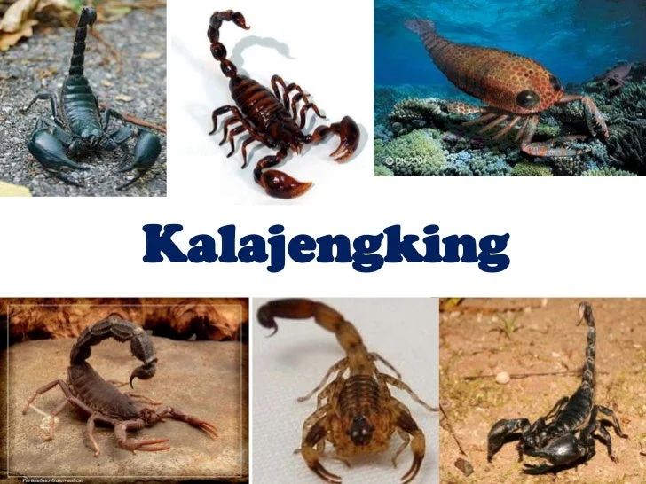 KALAJENGKING