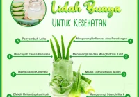 Kamu Harus Tahu, Ini Dia Manfaat Lidah Buaya Bagi Kesehatan Tubuh