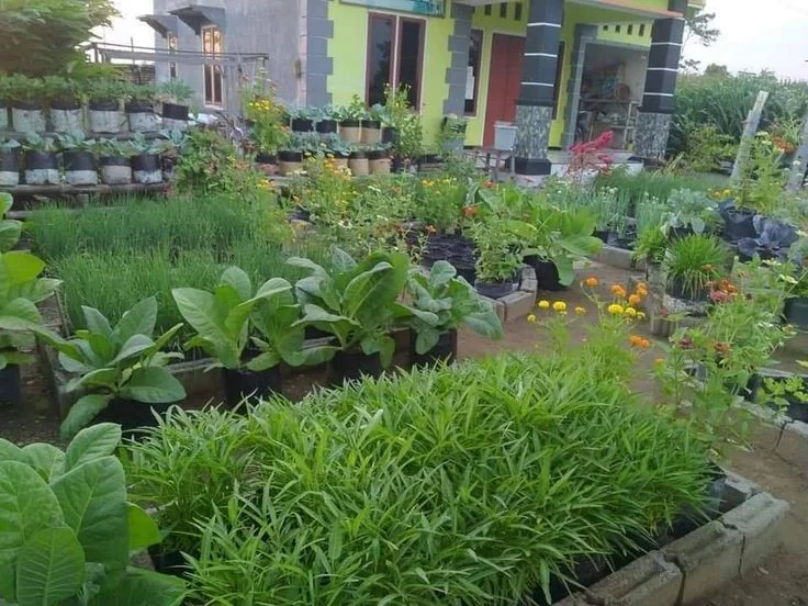 Kebun Halaman Rumah - Perumperindo.co.id