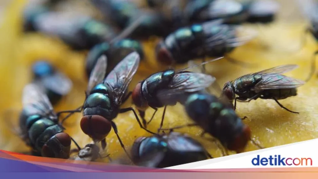 Kenapa Banyak Lalat di Rumah? Ini Penyebab dan Cara Membasminya