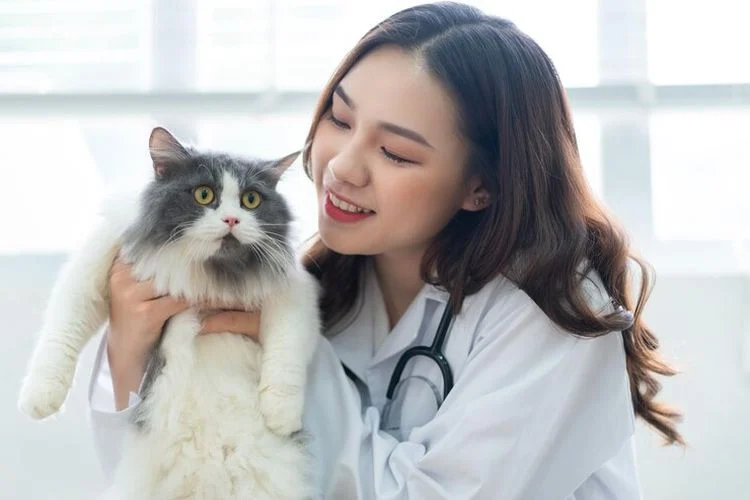 Kesimpulan Praktis untuk Pemilik Kucing