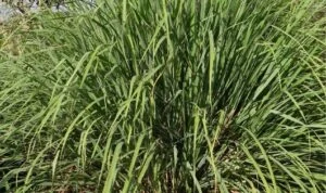 Ketahanan Tanaman Terhadap Hama dan Penyakit