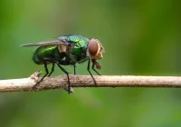 Lalat Hijau, Inilah Penyakit yang Dapat Ditularkan dan Langkah