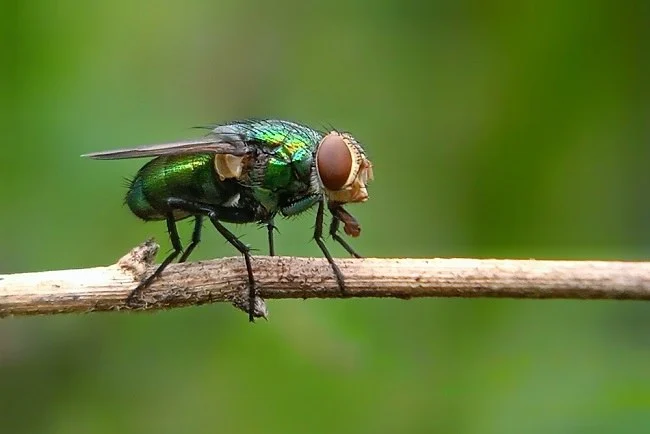 Lalat Hijau, Inilah Penyakit yang Dapat Ditularkan dan Langkah