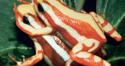 Langkah-langkah praktis setelah berhasil melakukan reproduksi kodok pacman albino di penangkaran
