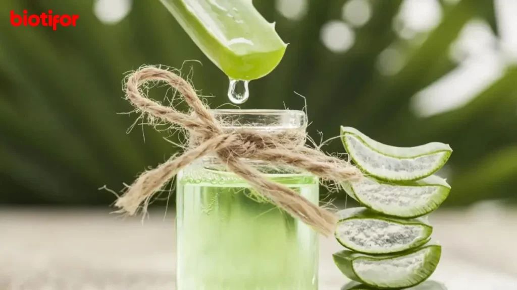 Manfaat Lidah Buaya untuk Luka: Penyembuhan Alami - Biotifor