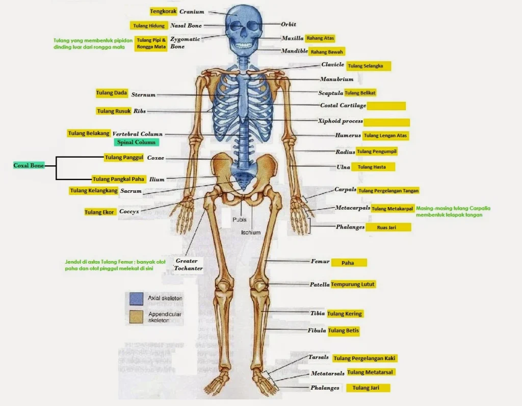 Materi Dasar Anatomi Fisiologi Manusia - Perumperindo.co.id