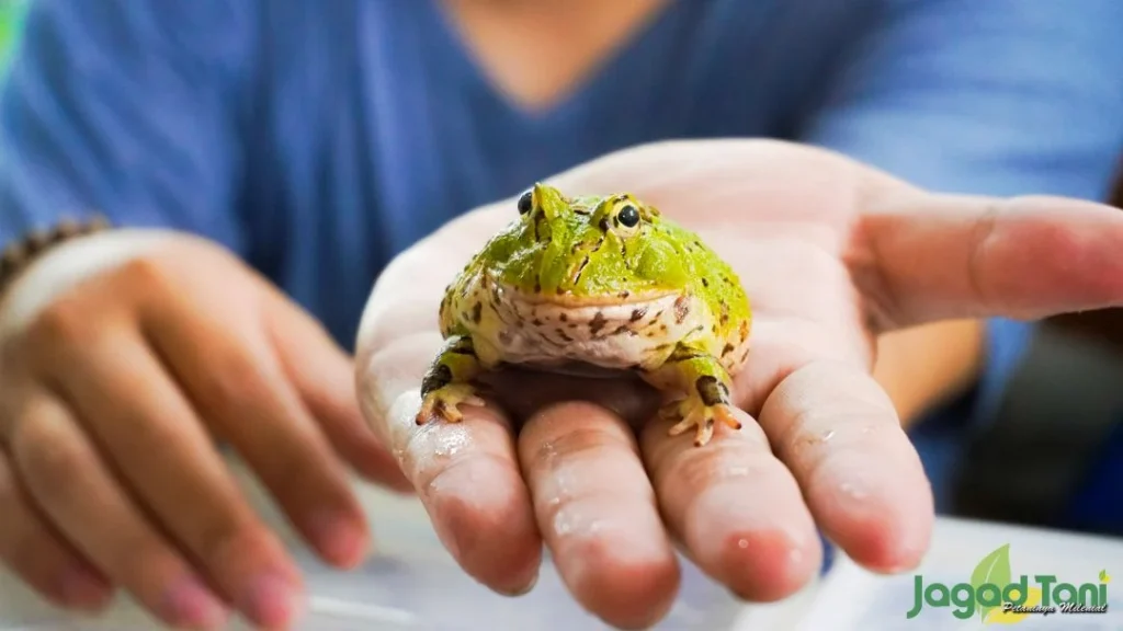 Memelihara Katak Hias Eksotis Pacman - Jagad Tani - Petaninya Milenial