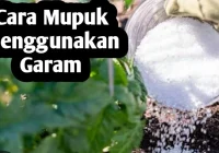 Menggunakan Garam Dapur Sebagai Pupuk Tanaman, Ini Cara Penggunaanya