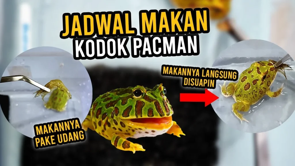 Ngasih Makan Kodok Pacman Lagi! - YouTube