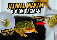 Ngasih Makan Kodok Pacman Lagi! - YouTube