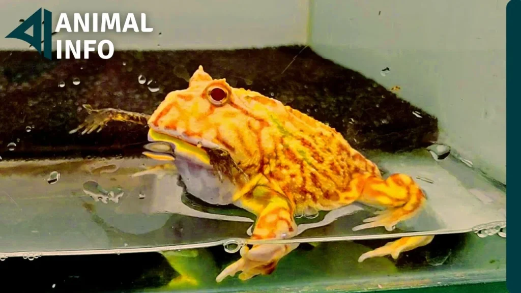 PACMAN EATING FROG │ Kodok Pacman Makan Kodok Sekali Hap !!! - YouTube