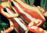 Panduan Reproduksi Kodok Pacman di Rumah: Langkah demi Langkah