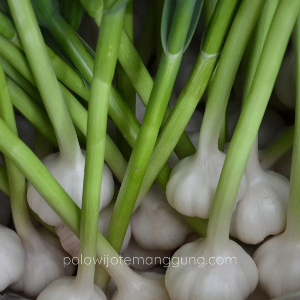Pemanfaatan Limbah Pertanian sebagai Pupuk Organik untuk Bawang Putih