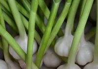 Pemanfaatan Limbah Pertanian sebagai Pupuk Organik untuk Bawang Putih