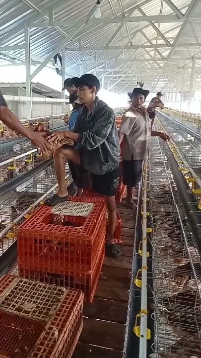 Penempatan ayam ke kandang - YouTube