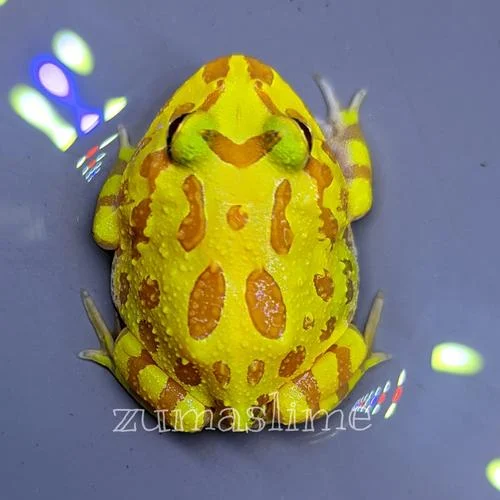 Pengaruh Tren dan Media Sosial terhadap Harga Jual Kodok Pacman Albino
