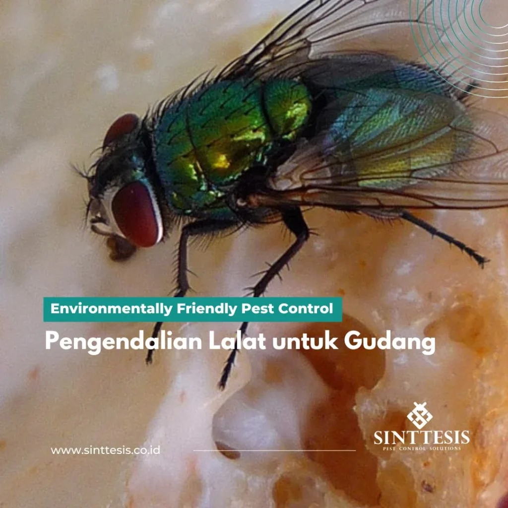 Pengendalian Lalat untuk Gudang - Sinttesis