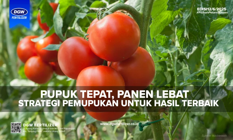 Penting! Pemupukan Tanaman Tomat Agar Tanaman Tumbuh Optimal - DGW
