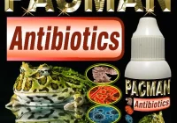 penyakit umum kodok pacman: Identifikasi dan Penanganan